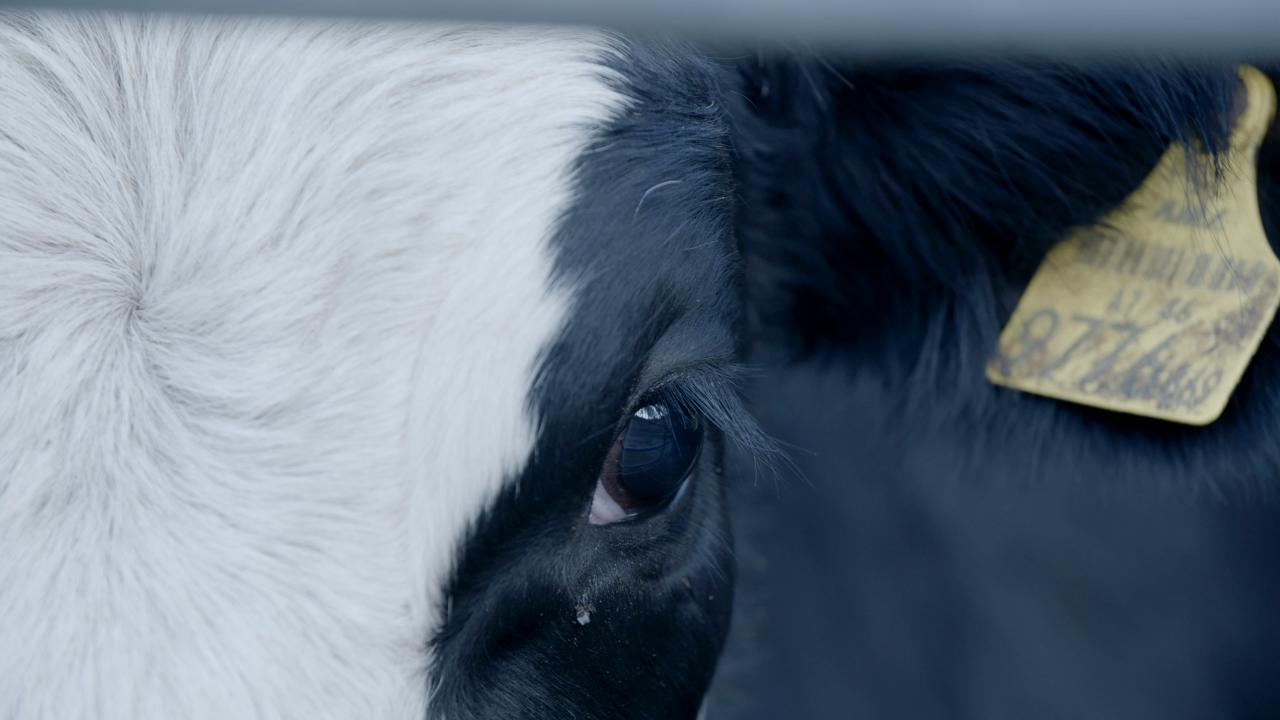 Tiertransporte | The journey