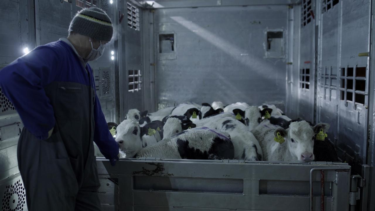 Tiertransporte | The journey